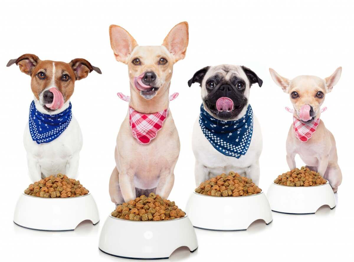 Dog Food Brands Top List Brands