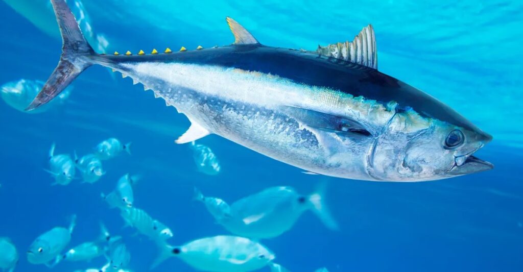 what is the most expensive fish to eat